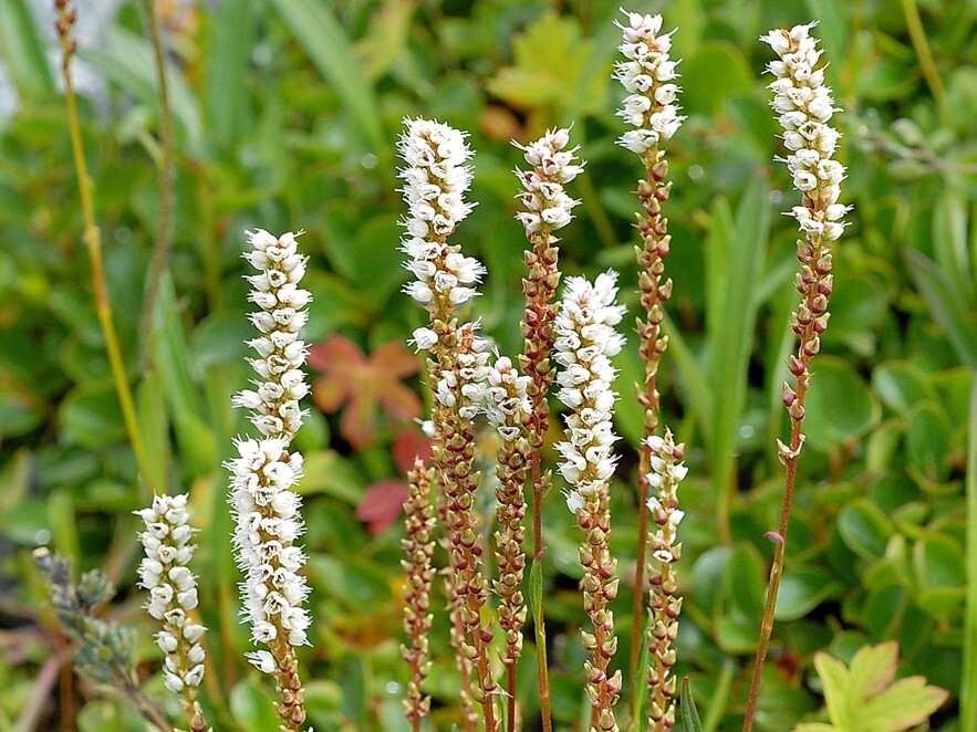harerug