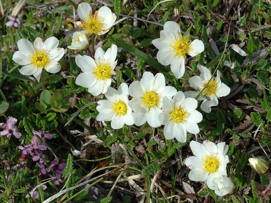 Reinrose