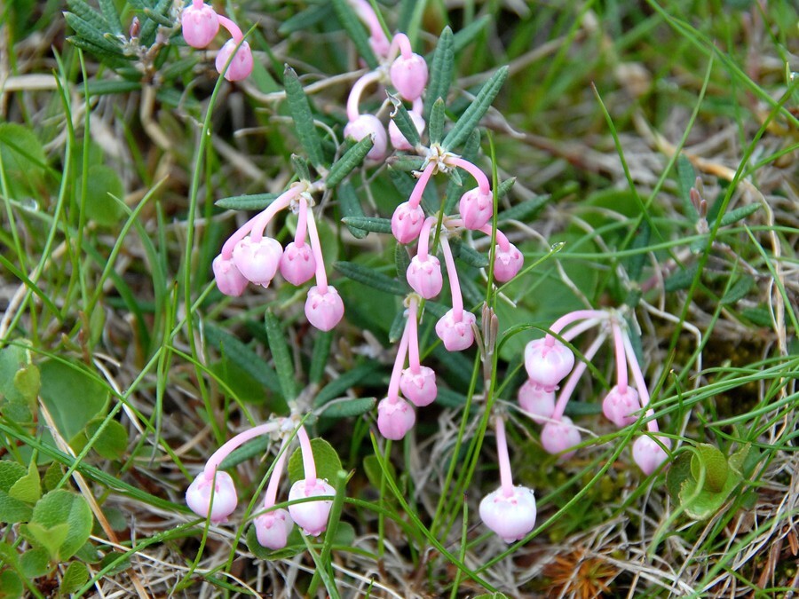 Kvitlyng