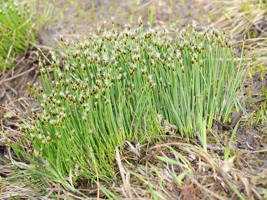 Småbjørneskjegg