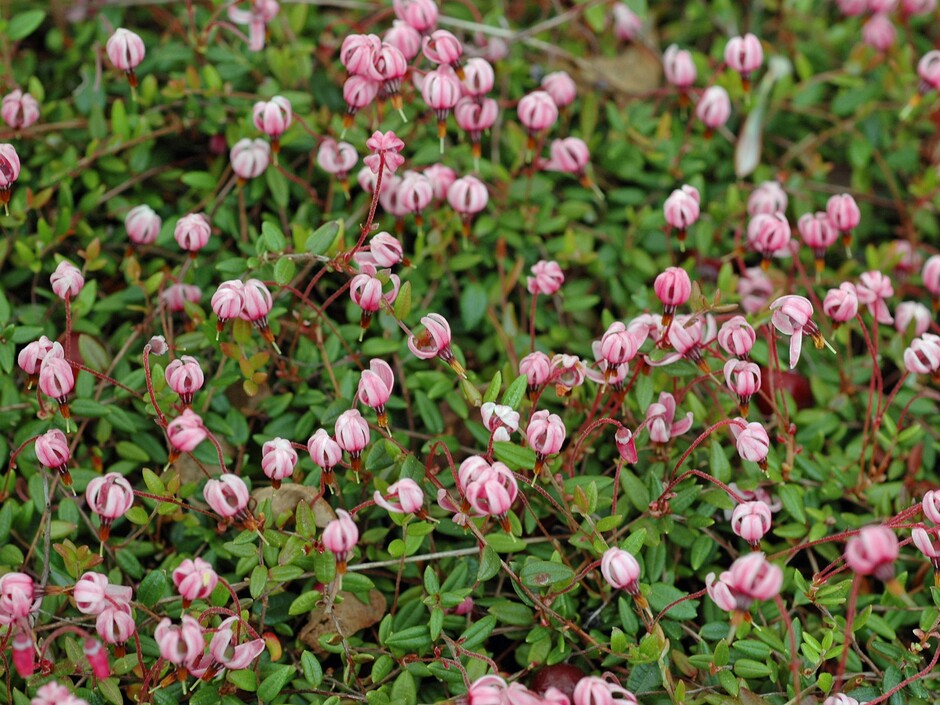 Tranebær