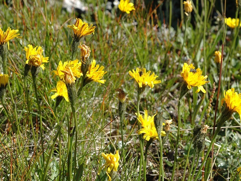 Fjellfrøblom