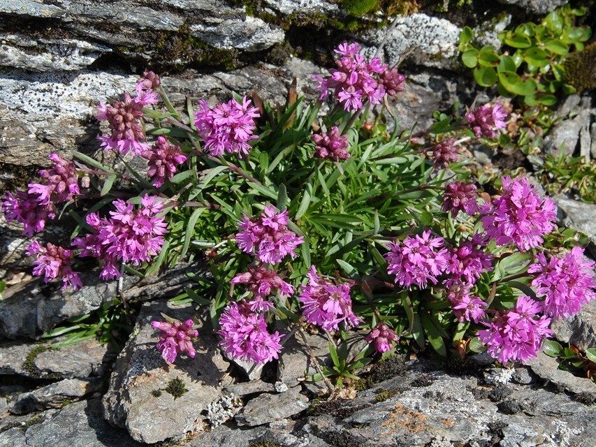 fjelltjæreblom