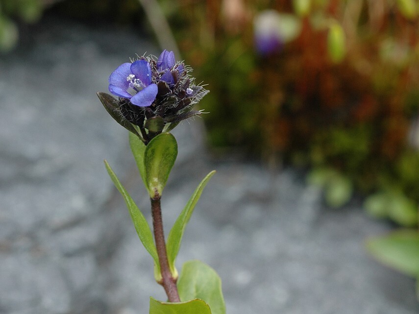 fjellveronika