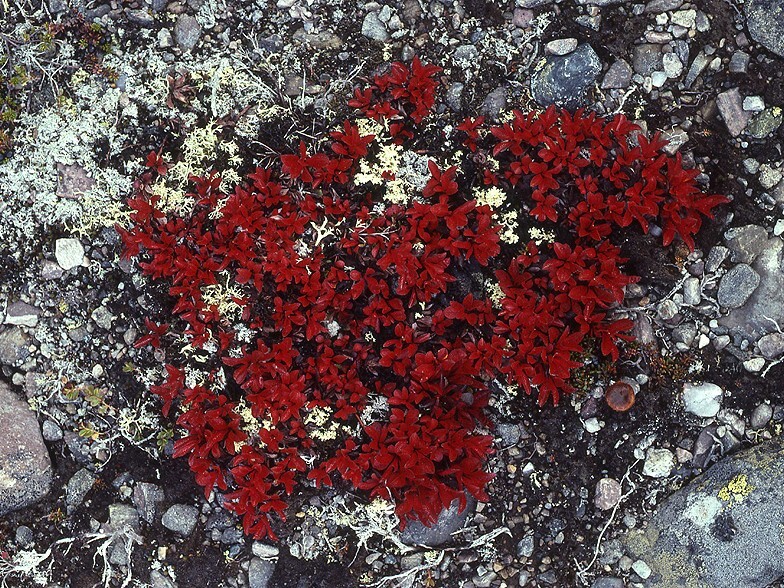rypebær