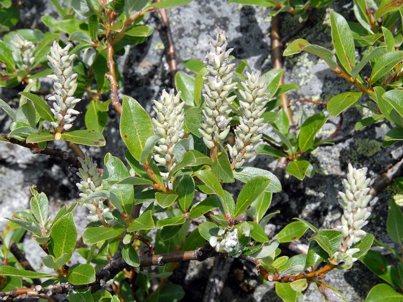 sølvvier