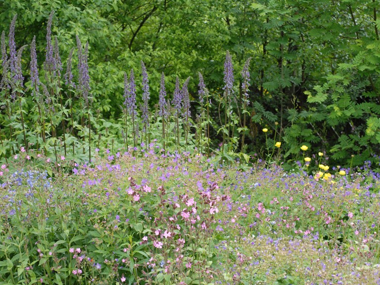 frodig høystaudeeng