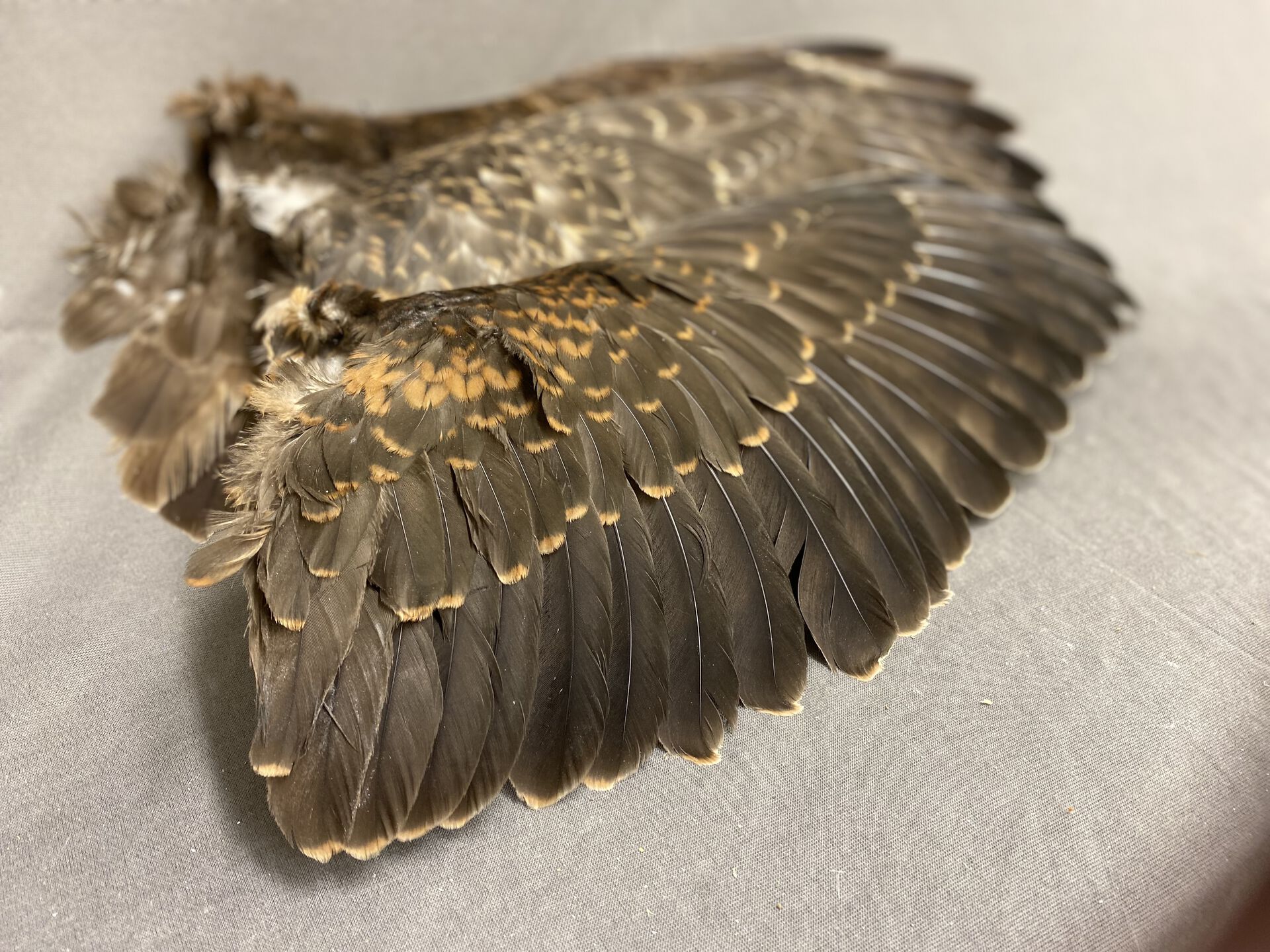 Image may contain: Feather, Artifact, Natural material, Wood, Wing.