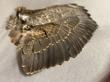 Image may contain: Feather, Artifact, Natural material, Wood, Wing.