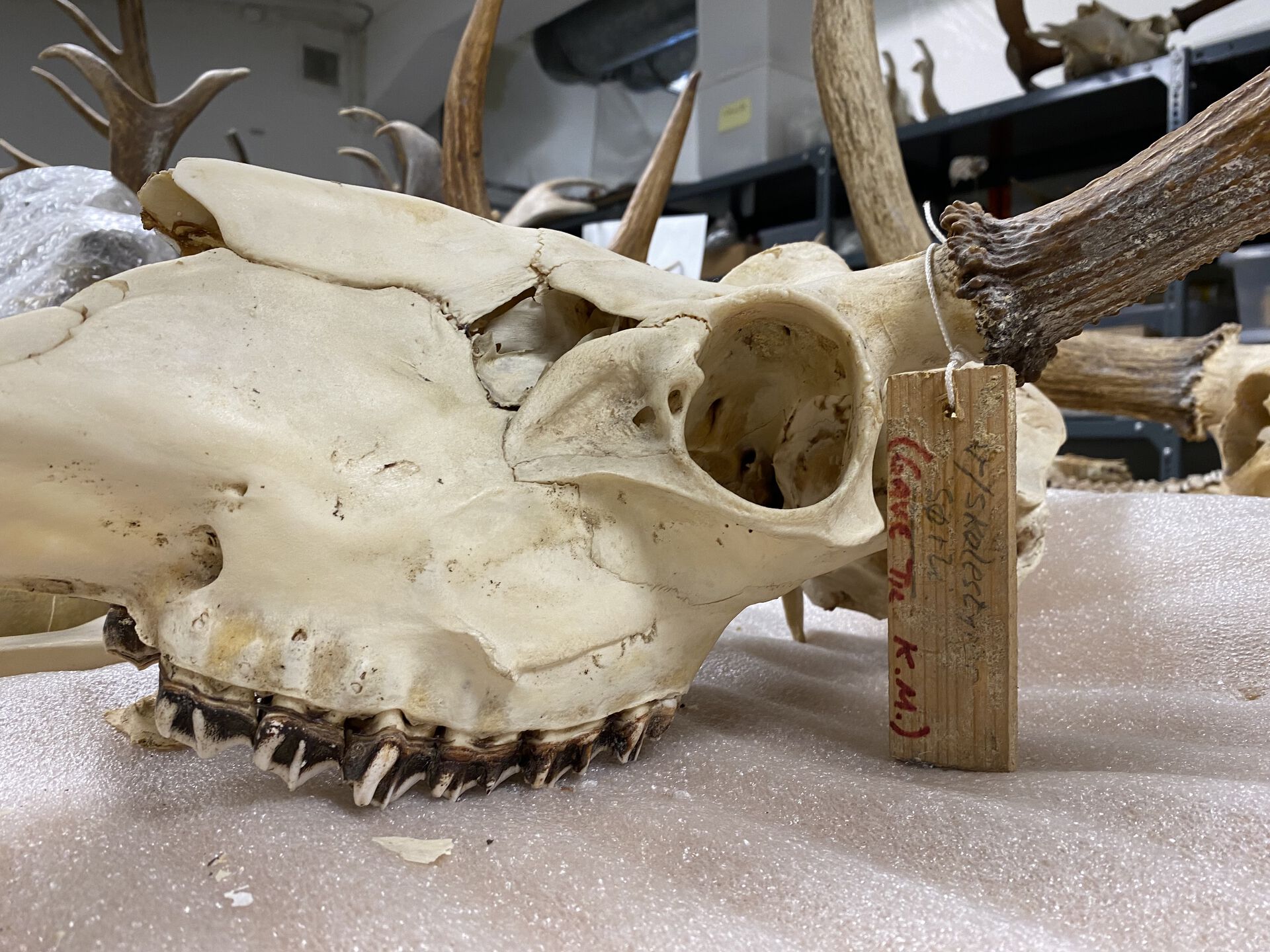 Image may contain: Jaw, Bone, Extinction, Skull, Wood.
