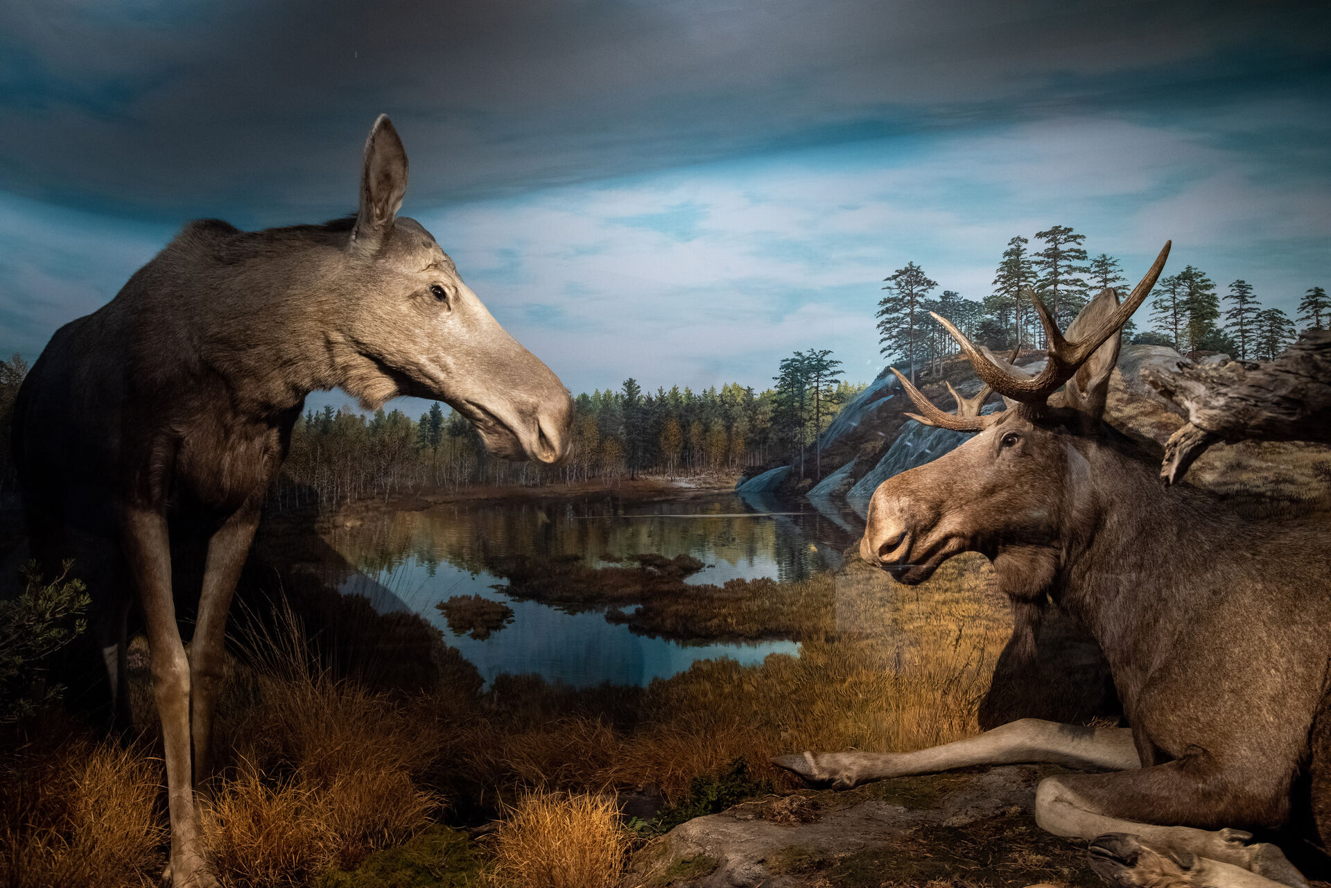Mounted moose in exhibition