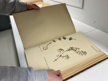 Bildet kan inneholde: utgivelse, tre, bok, kunst, font.