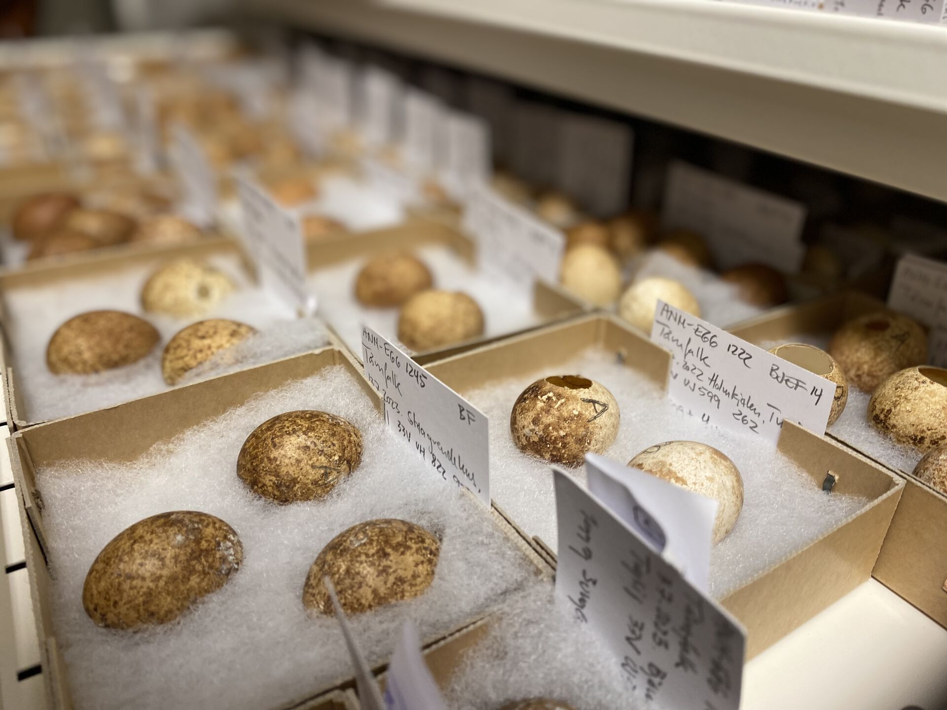 Bildet kan inneholde: mat, ingrediens, mat, rett, bakevarer.