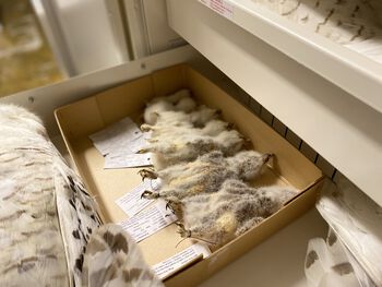 Museet tar ikke aktivt liv av dyr, disse fuglungene er hentet inn fra en mislykket hekking.&amp;#160;