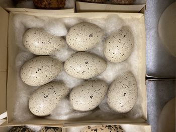 mat ,egg ,ingrediens ,egg ,servise.