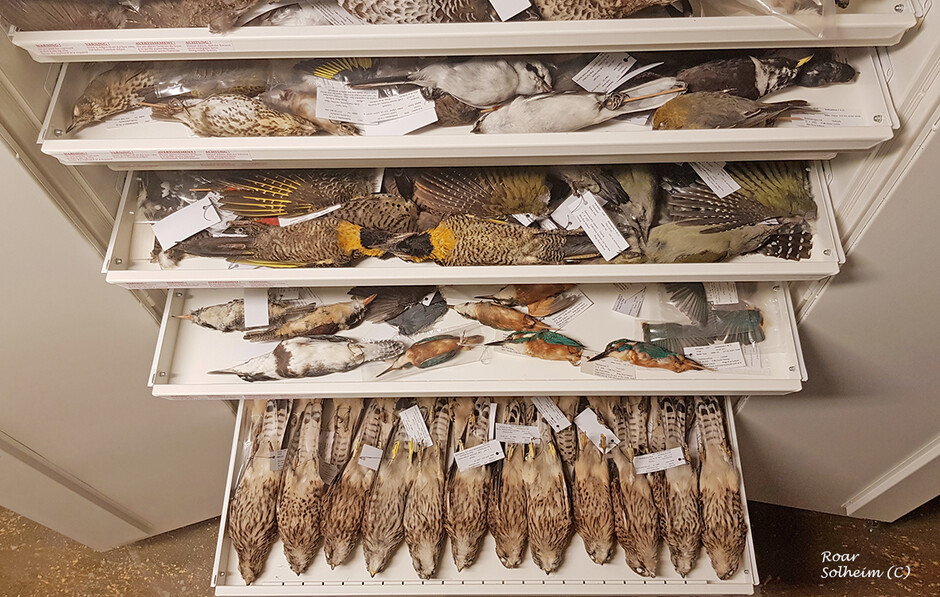 Bildet kan inneholde: hylle, tre, reoler, rektangel, naturmateriale.