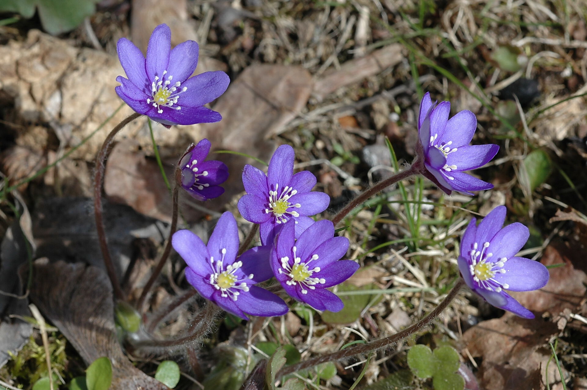 blåveis som blomstrer
