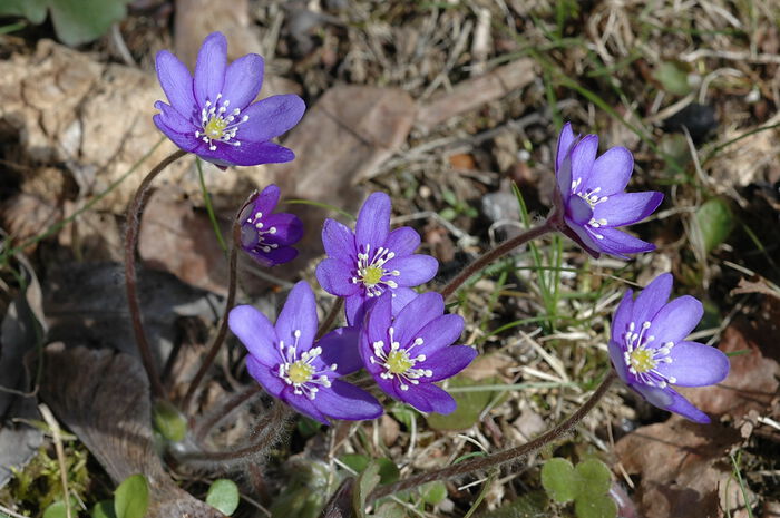 blåveis som blomstrer