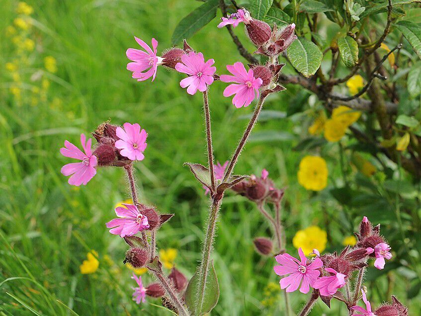 Bildet kan inneholde: kronblad, rosa, villblomst, urteaktig plante.