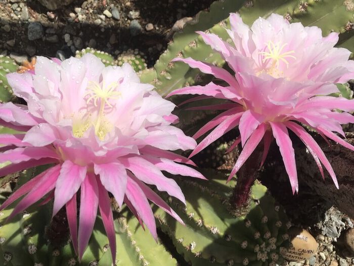 kaktusblomst
