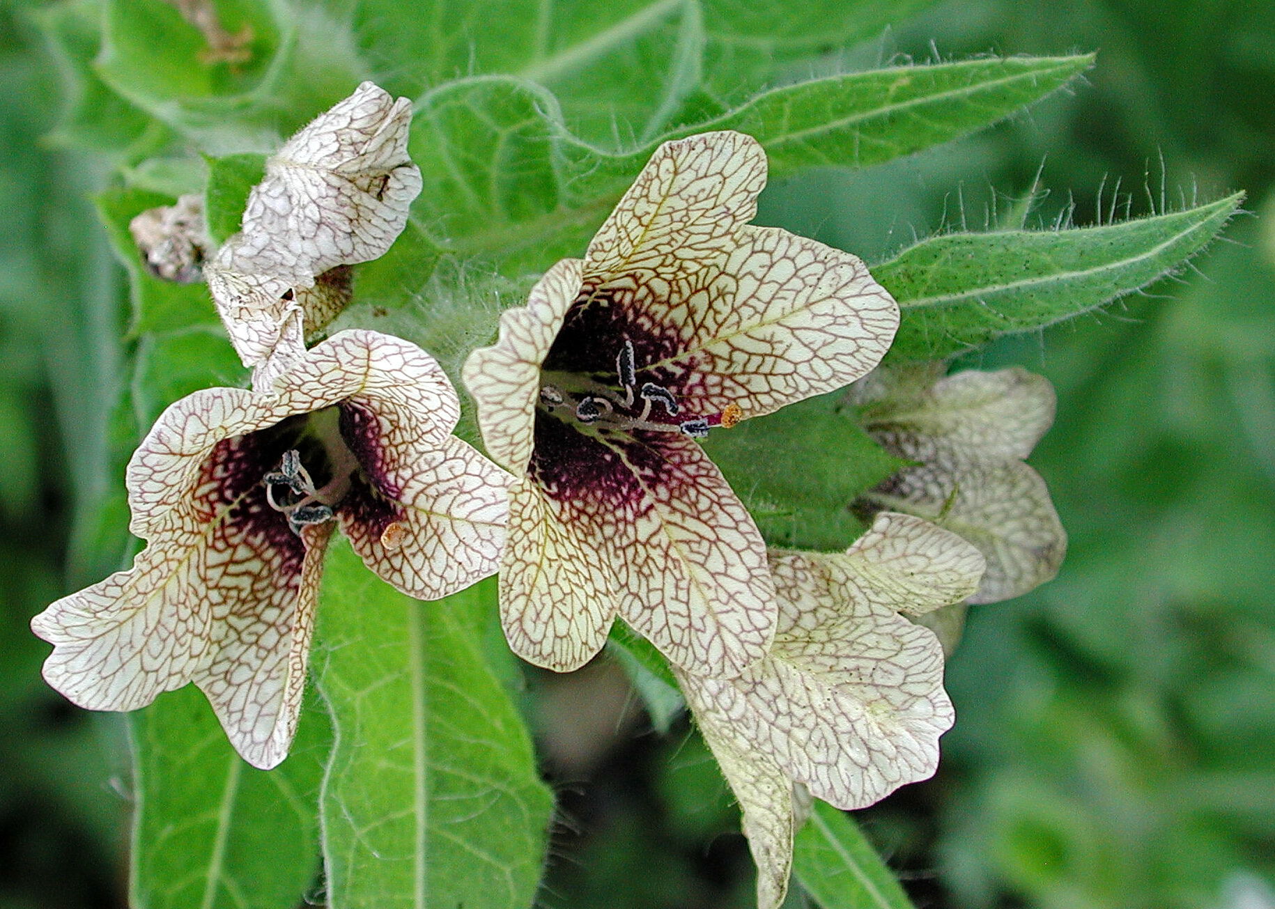 bulmeurt, plante