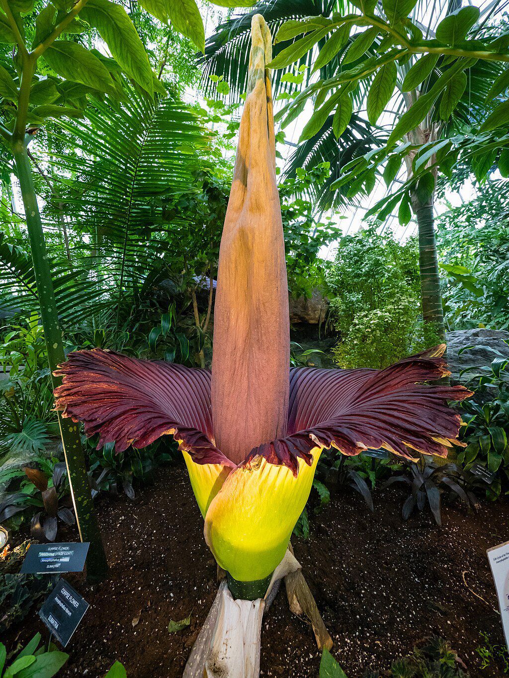 Amorphophallus titanum (blomst)
