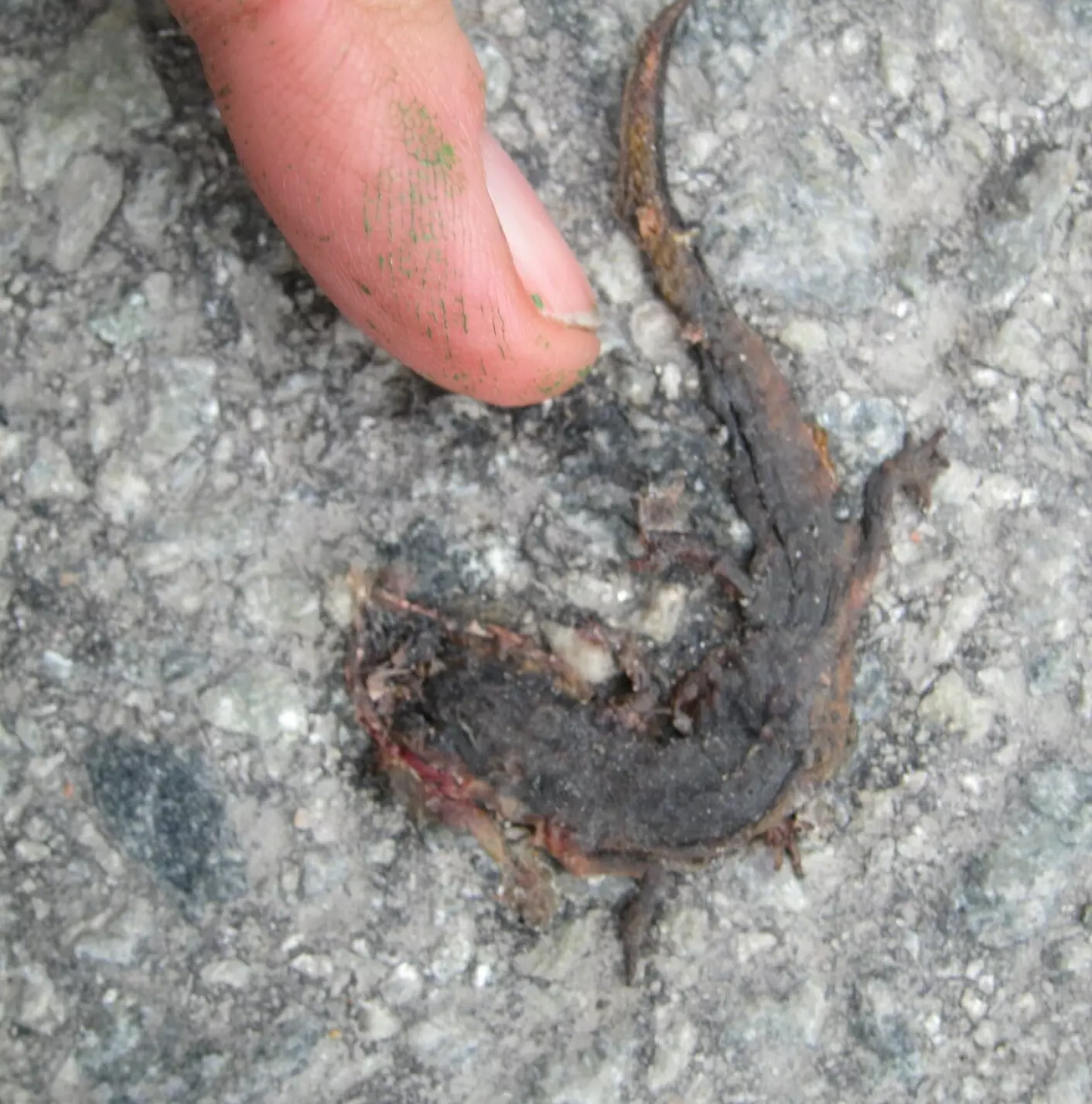 ihjeltråkket småsalamander