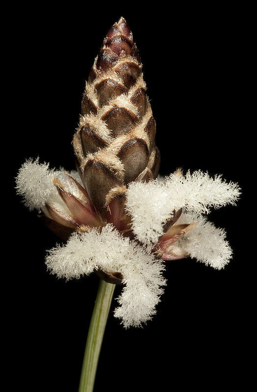 Utsidig vagina (Ecdeiocolea monostachya). 