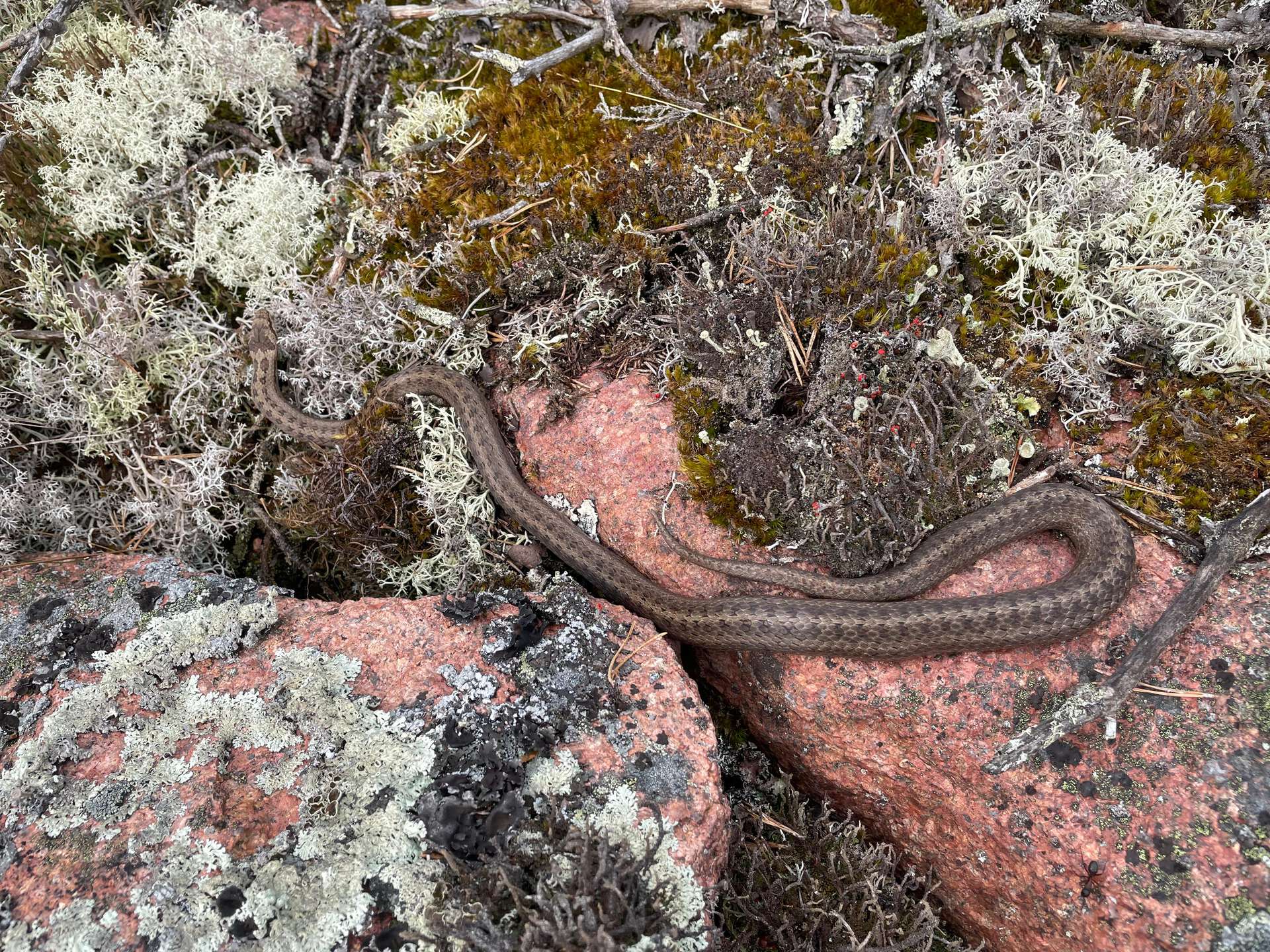 Slettsnok (slange) med paralelle møre prikker langs ryggen på stein og lav