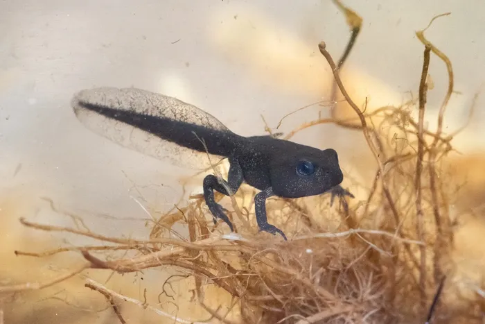  Foto: ©Naturhistorisk museum, UiO/ Hallvard 