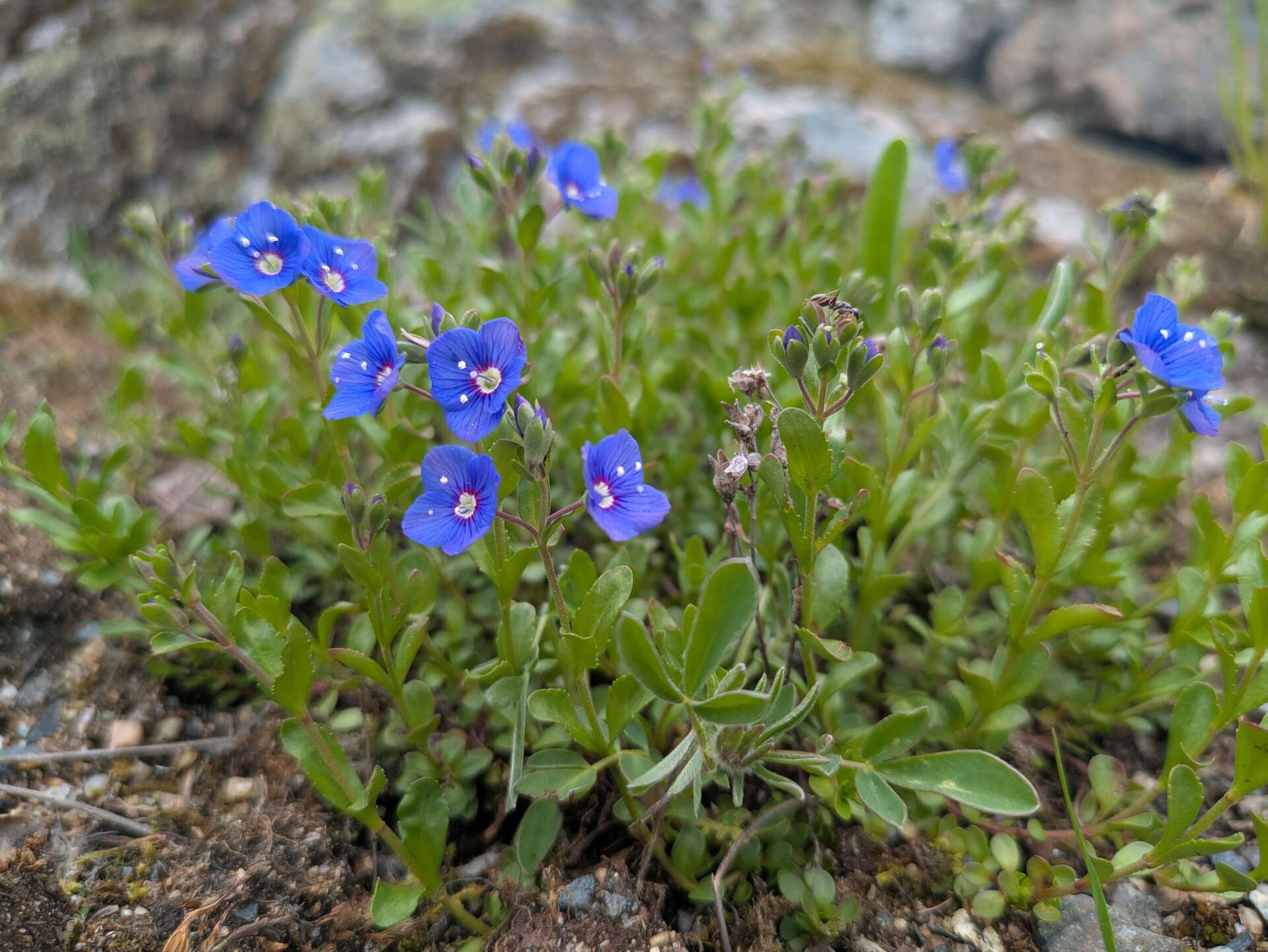 Blå blomster av typen bergveronika