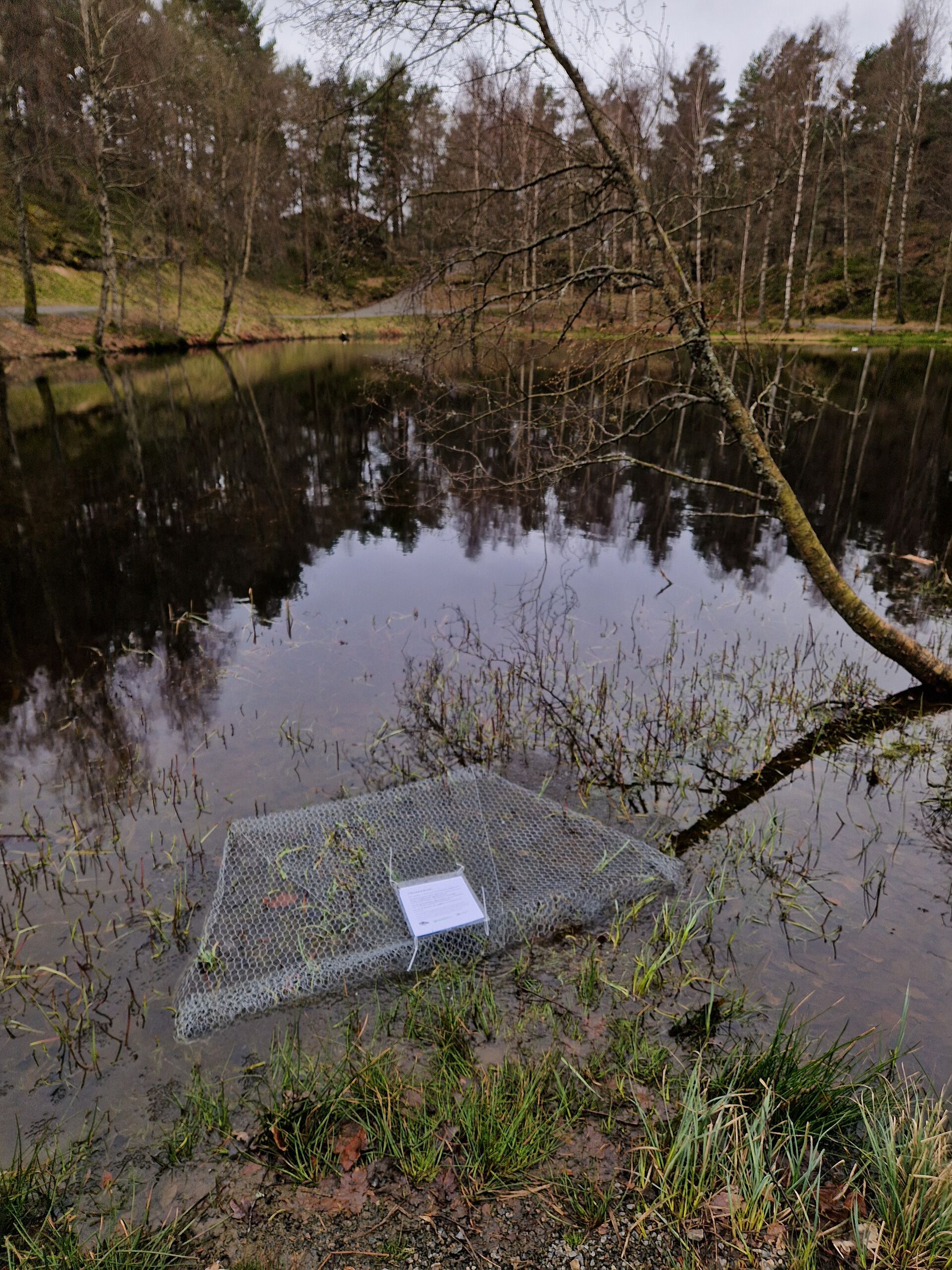 frog cage