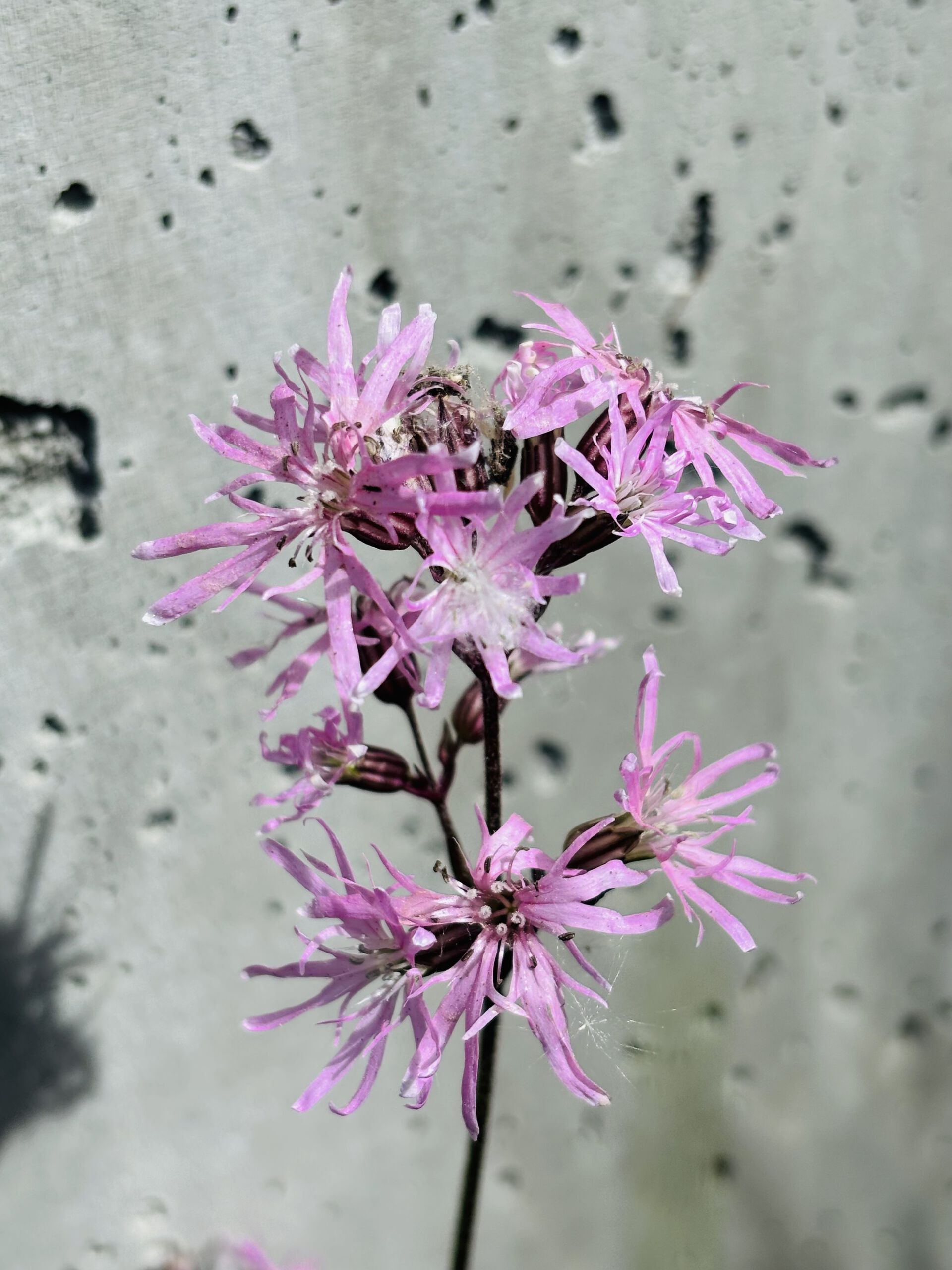 hanekam, blomst