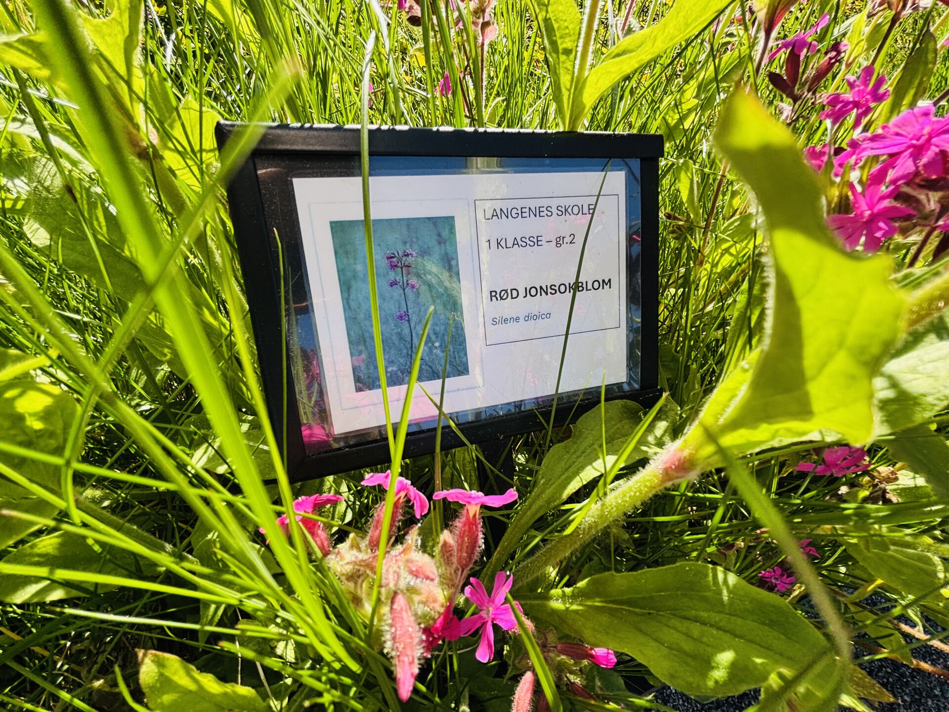 Bildet viser blomster som er plantet av en skoleklasse.