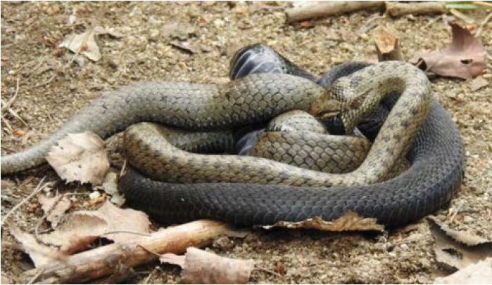 Smooth snake attempts to eat an adult adder.
