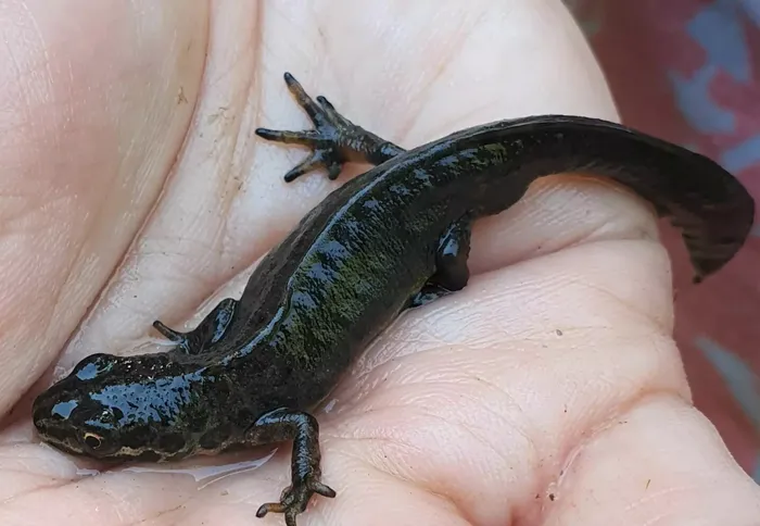 Småsalamander