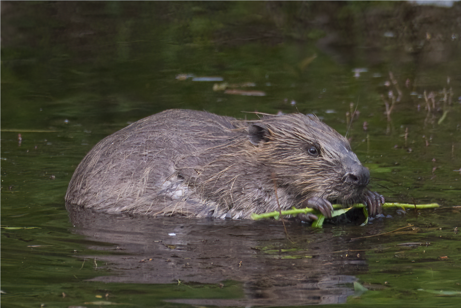 bever