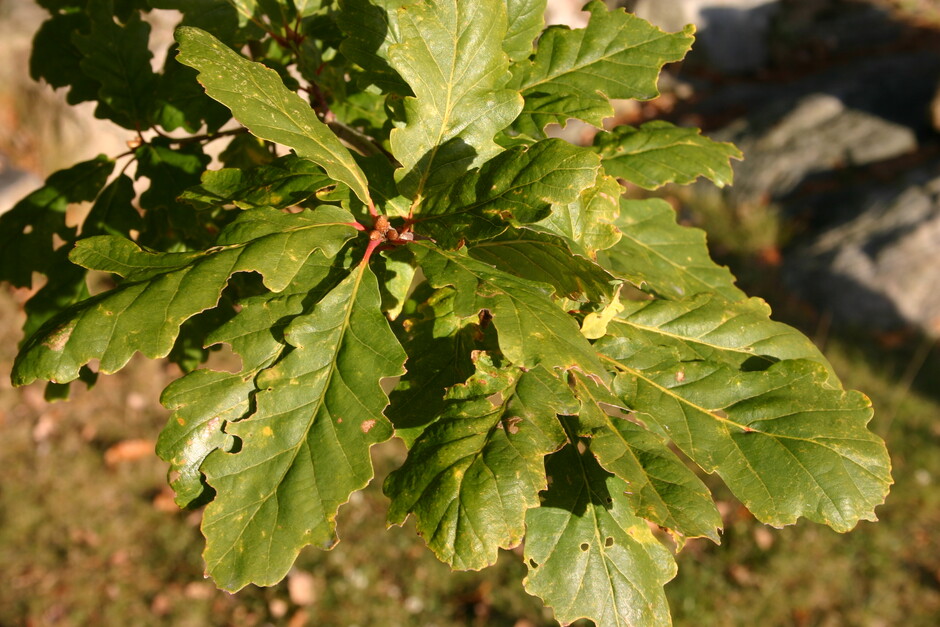 eikeblad