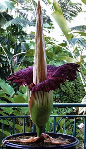 Amorphophallus titanum