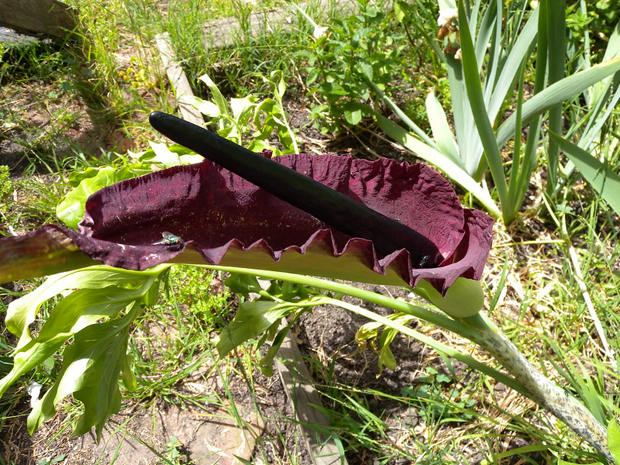 Dracunculus vulgaris (blomst)