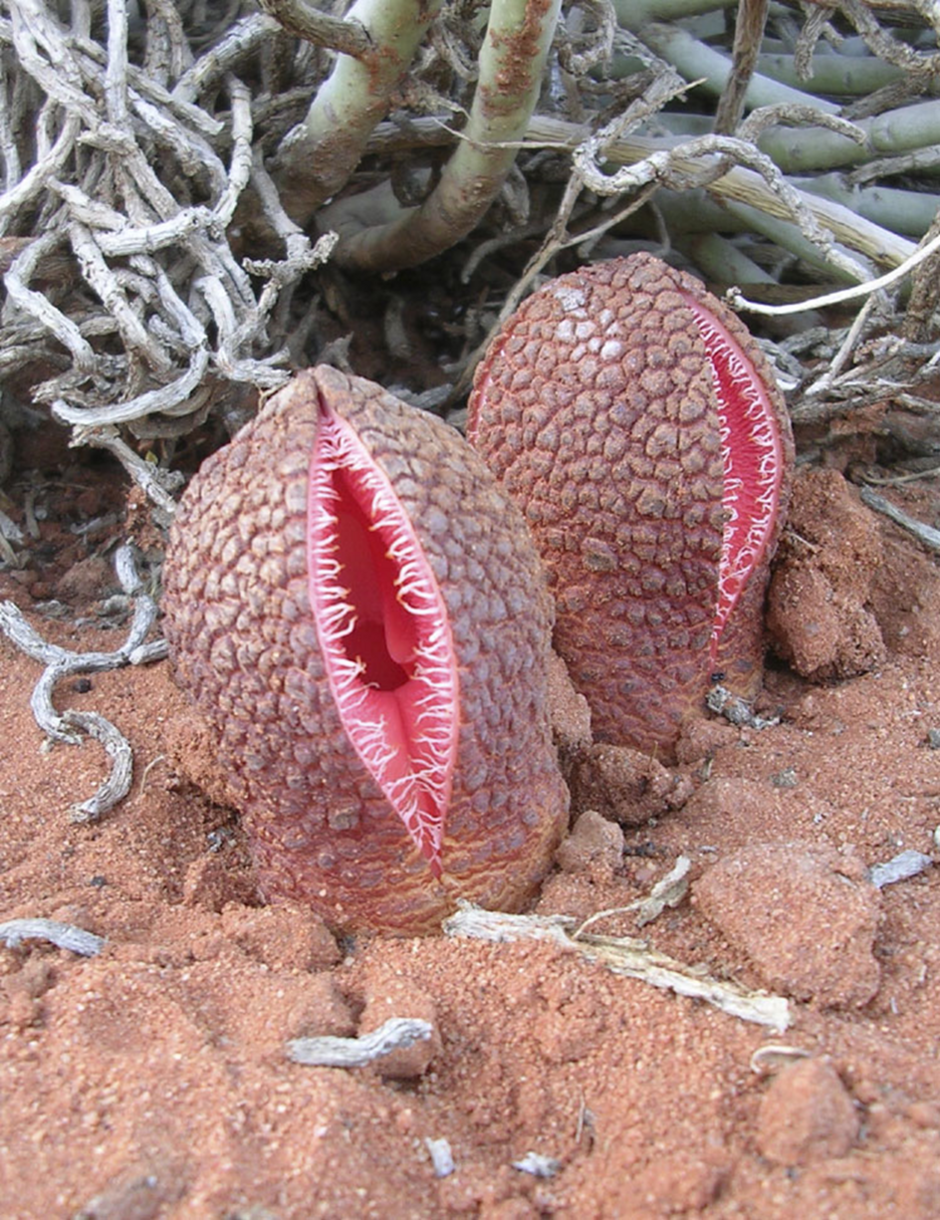 Hydnora africana