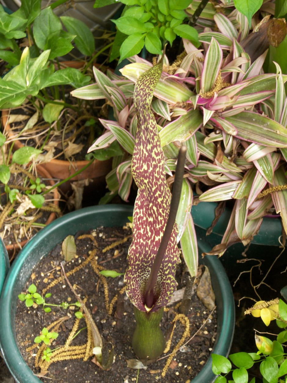 Sauromatum venosum