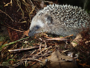 pinnsvin ,erinaceidae ,domestisert pinnsvin ,gnager ,værhår.