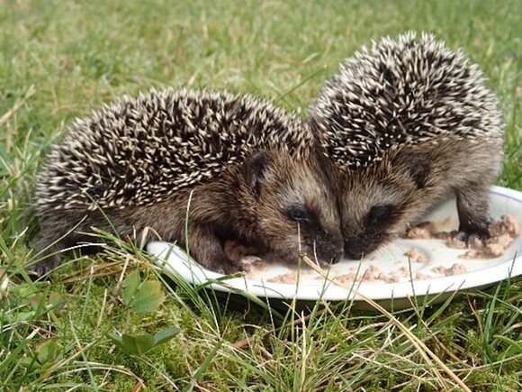 Bildet kan inneholde: pinnsvin, erinaceidae, anlegg, domestisert pinnsvin, gress.