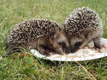 pinnsvin ,erinaceidae ,domestisert pinnsvin ,anlegg ,gress.