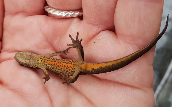 Småsalamander
