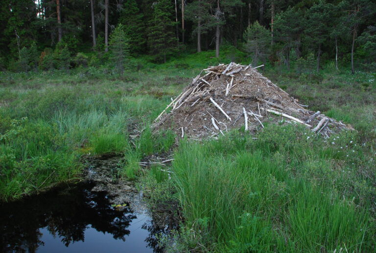 beverhytte, tuehytte
