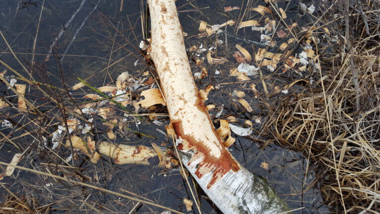 grein gnagd av bever
