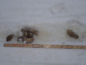 snø ,tre ,naturmateriale ,fryser ,kvist.
