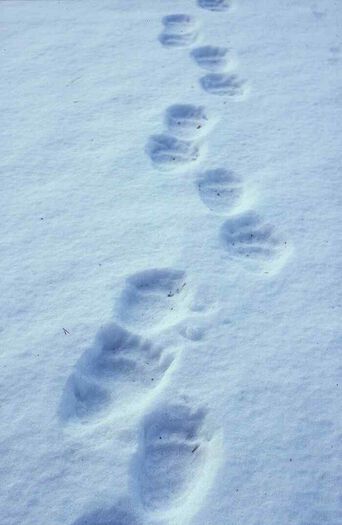 snø ,fryser ,geologisk fenomen ,iskappe ,elektrisk blå.